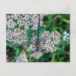 Southern Hawker (Aeshna cyanea) Männlicher Dragonf Postkarte