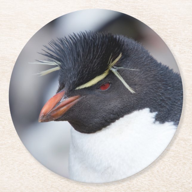 Southern Rockhopper Penguin Runder Pappuntersetzer (Vorderseite)