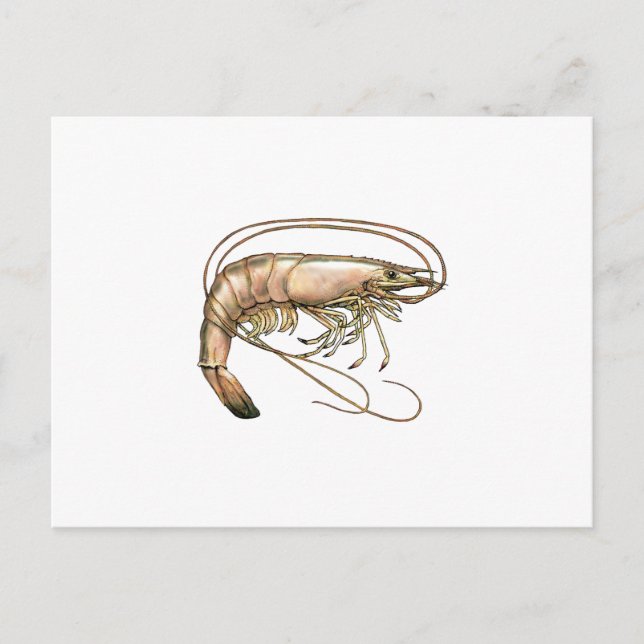 Southern Shrimp Art Postkarte (Vorderseite)