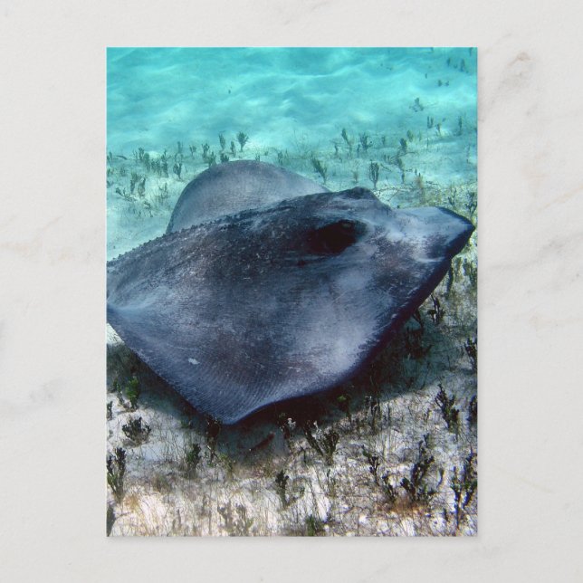 Southern Stingray Postkarte (Vorderseite)