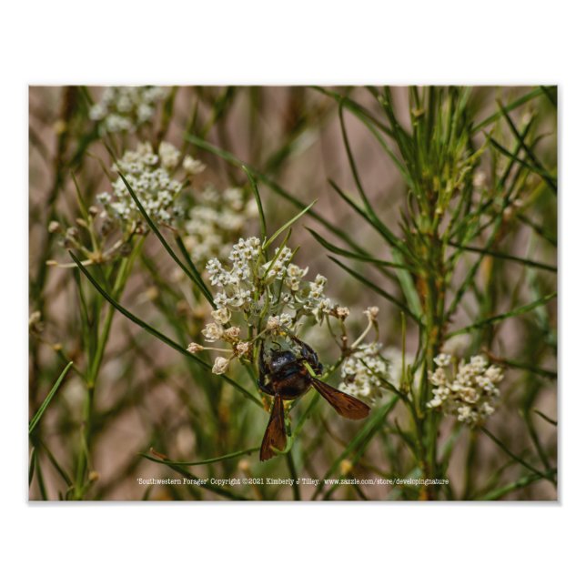 Southwestern Forager Fotodruck (Vorne)
