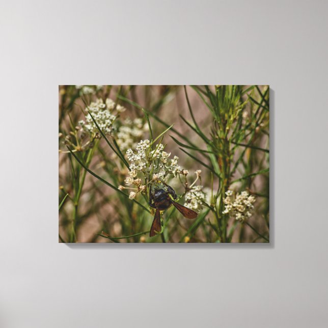 Southwestern Forager Leinwanddruck (Vorderseite)