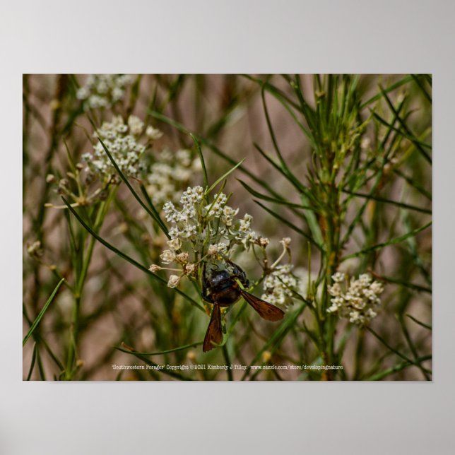 Southwestern Forager Poster (Vorne)