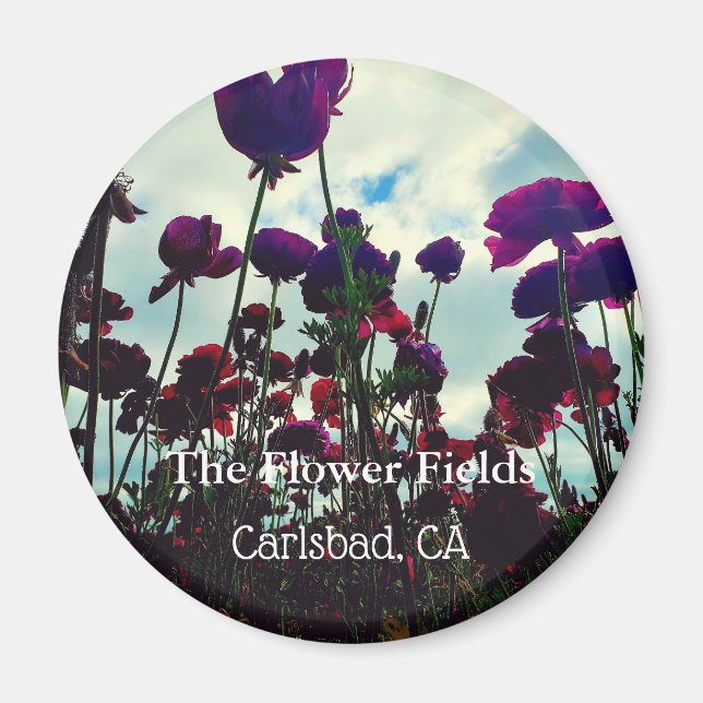 Souvenir Magnet: Die Blume Fields in Carlsbad, CA Magnet (Vorne)