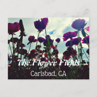 Souvenir Postcard: Blume Fields in Carlsbad, CA. Postkarte