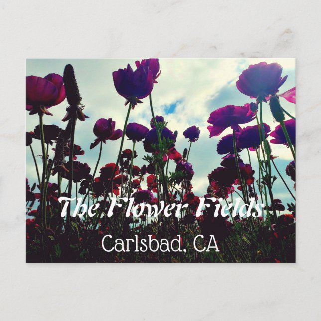 Souvenir Postcard: Blume Fields in Carlsbad, CA. Postkarte (Vorderseite)