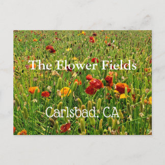 Souvenir Postcard: The Blume Fields, Carlsbad, CA Postkarte