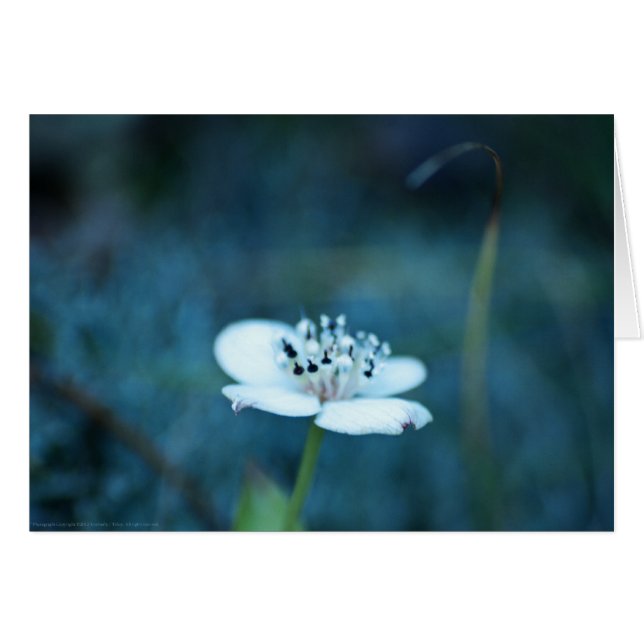 Souvenirs d'été (Devant Horizontal)