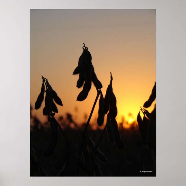Soybeans at Sunset Poster (Vorne)