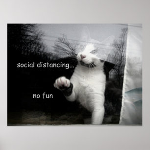 Soziale Distanzierung Kitten Poster