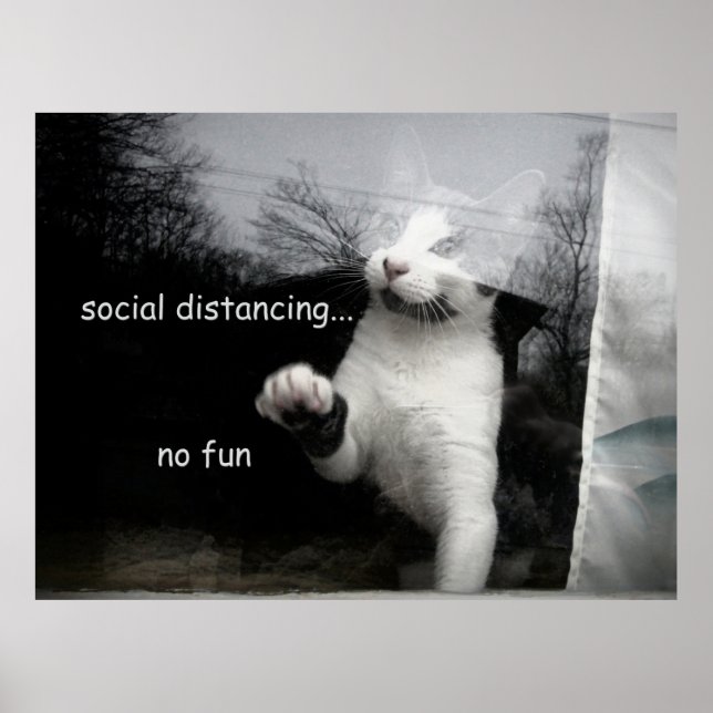 Soziale Distanzierung Kitten Poster (Vorne)