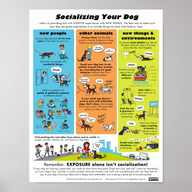 Sozialisierung Ihres Hundes Poster (Vorne)