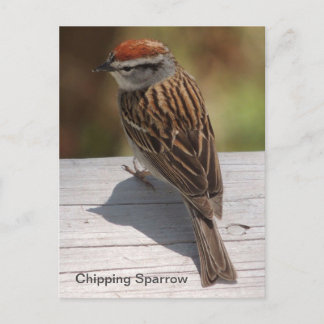 Spachtelammer (A) Postkarte