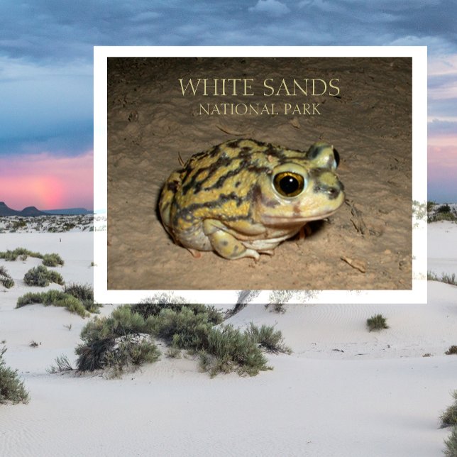 Spadefoot Toad, White Sands Nationalpark Postcard Postkarte (Von Creator hochgeladen)