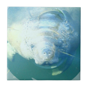 Spähen der Manatis-Fliese Fliese