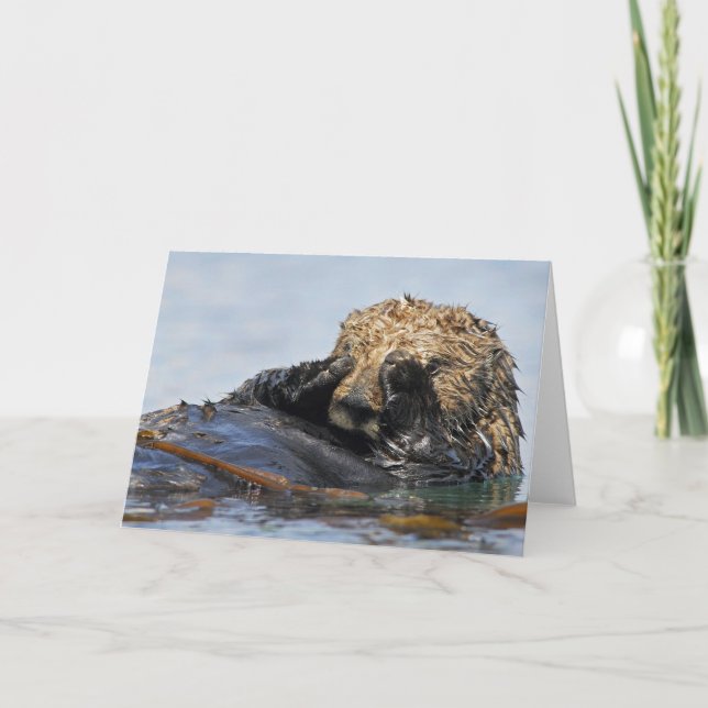 Spähen der Seeotter-Karte Karte (Vorderseite)