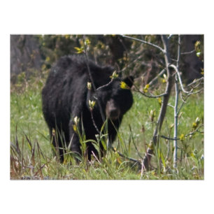 Spähen des Bären Fotodruck