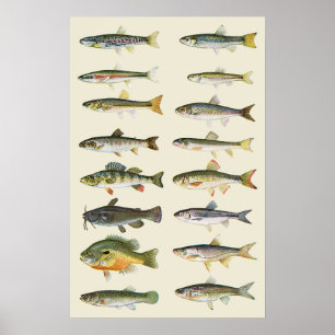 Spalten der Fische Poster