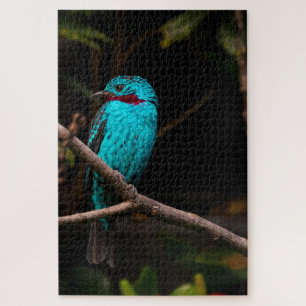 Spangled Cotinga
