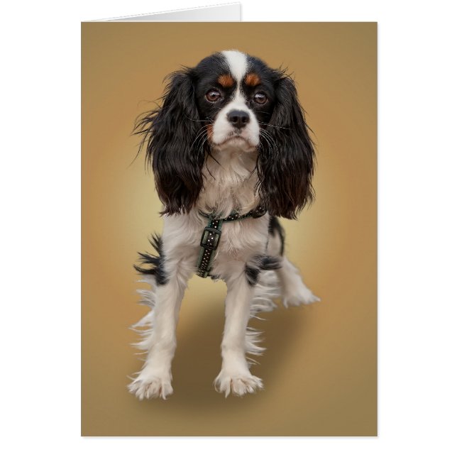 SPANIEL (Vorne)