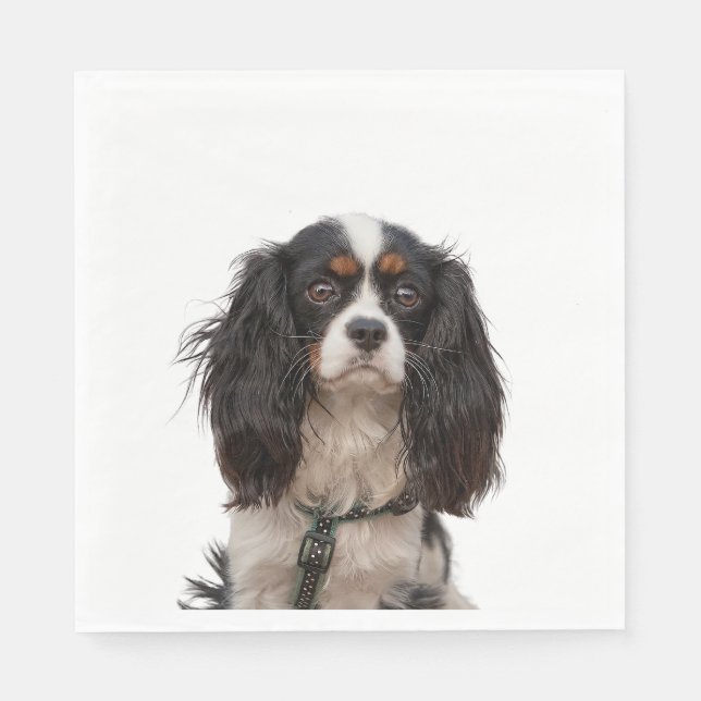 SPANIEL 1A SERVIETTE (Vorderseite)