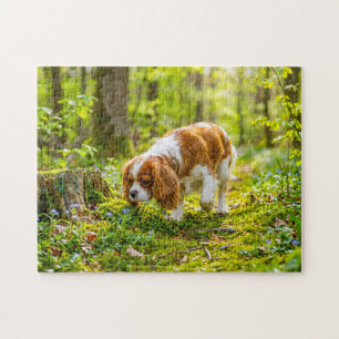 Spaniel beim Spaziergang durch einen hellen Frühli