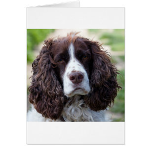 spaniel de springer anglais.png