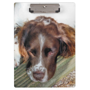 SPANIEL DOG KLEMMBRETT