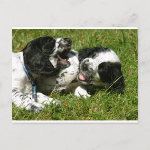 Spaniel Fun Postkarte