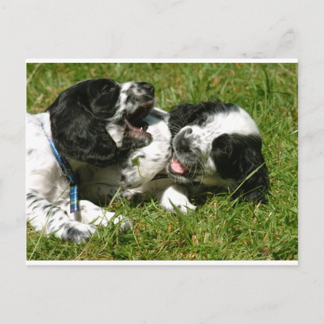 Spaniel Fun Postkarte (Vorderseite)