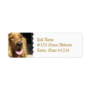 Spaniel-HundePostsendung-Aufkleber