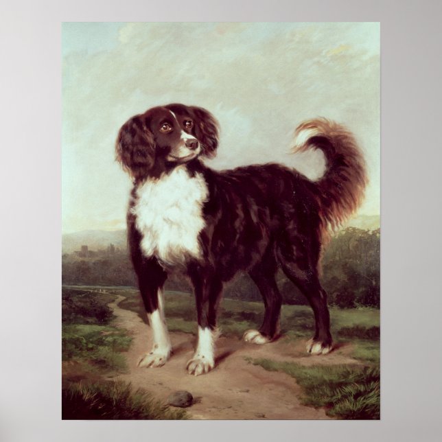 Spaniel Poster (Vorne)