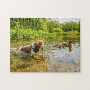 Spaniel schwimmt neben einer Entenfamilie am See