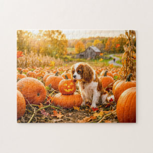 Spaniel-Welpe auf einem herbstlichen Kürbisfeld