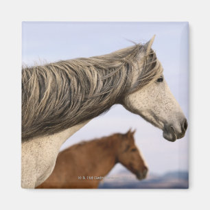 Spanisch Mustangs Magnet