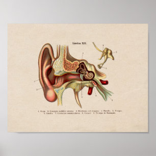 Spanisch Vintag Anatomie DruckOhr Poster