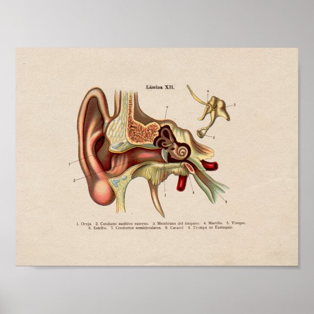 Spanisch Vintag Anatomie DruckOhr Poster (Vorne)