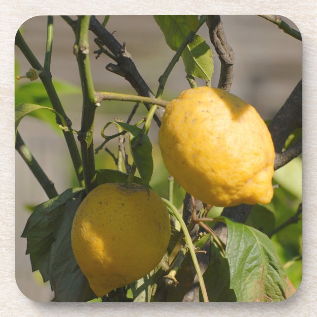 Spanische Lemon Graphics Getränkeuntersetzer (Vorderseite)