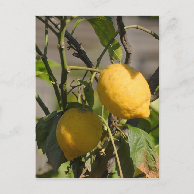 Spanische Lemon Graphics Postkarte (Vorderseite)