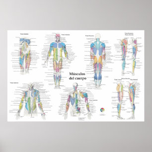 Spanische Muskelanatomie-Tabelle Poster