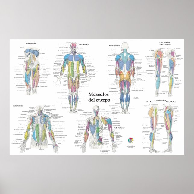 Spanische Muskelanatomie-Tabelle Poster (Vorne)