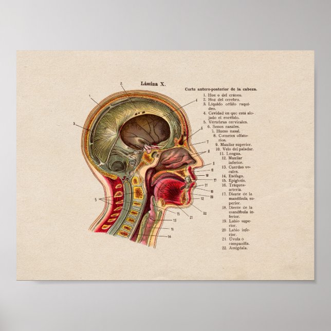 Spanische Vintage Anatomie Poster (Vorne)