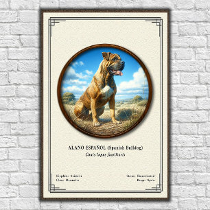 Spanischer Bulldogge (Alano Español) Zoologie-Seri Poster