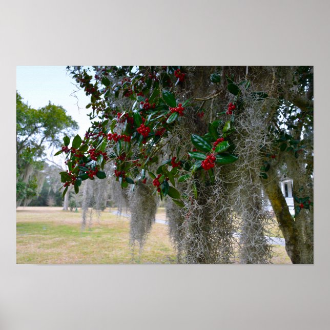 Spanischer Moss und amerikanischer Holly Poster (Vorne)