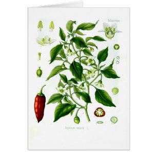 Spanischer Pfeffer Annuum (Cayenne-Pfeffer)