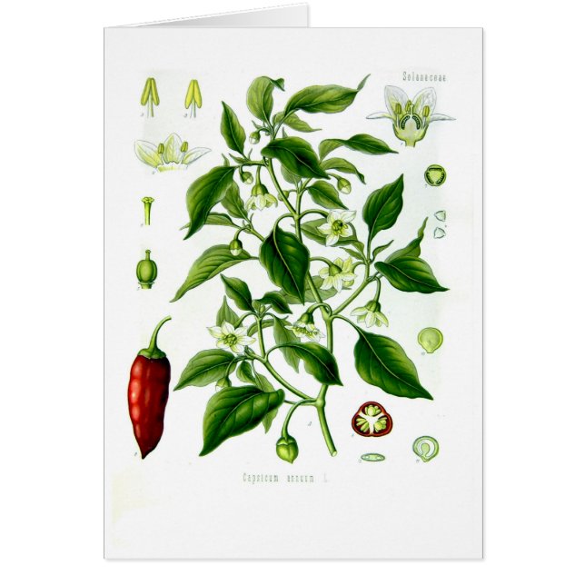 Spanischer Pfeffer Annuum (Cayenne-Pfeffer) (Vorne)