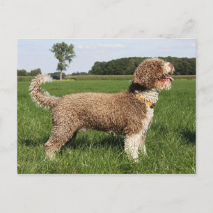 Spanischer Wasserhund Postkarte
