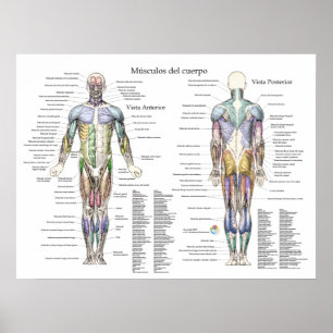 Spanisches Menschenmuskelanatomisches Poster