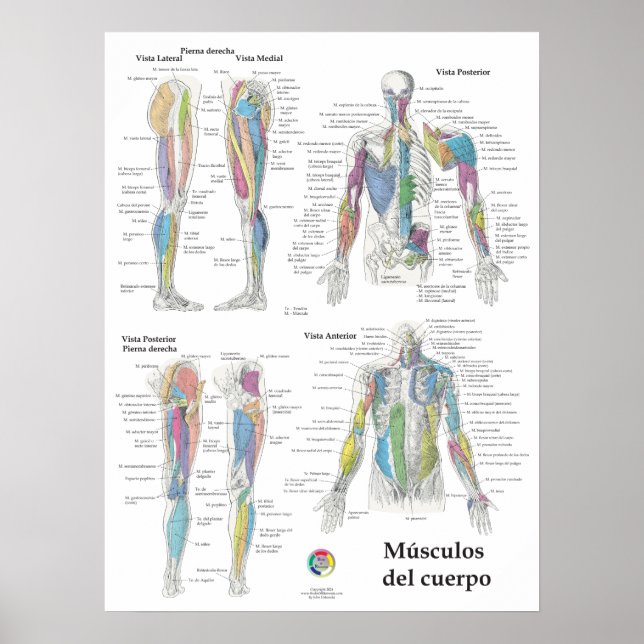 Spanisches Muskelanatomie-Diagramm Poster (Vorne)