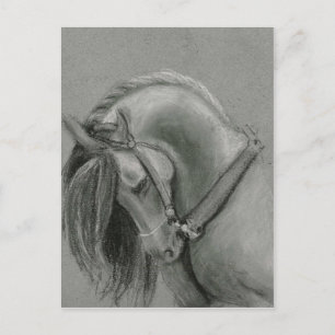 Spanisches Pferd Zeichnend von Lucinda Knowlton Postkarte